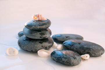 Seashell on a large rock. vacation concept.  