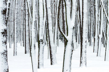 tree trunks in winter forest covered with snow