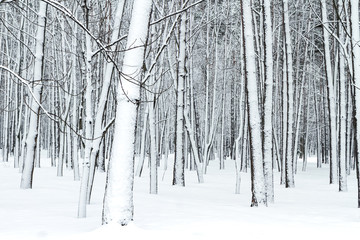 forest bare tree trunks covered with snow