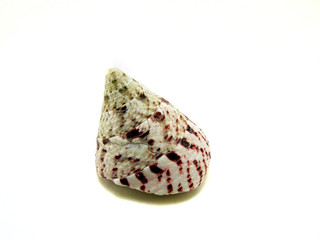 beautiful and colourful sea shell cone