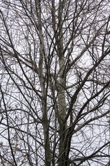 Leafless Tree Branches