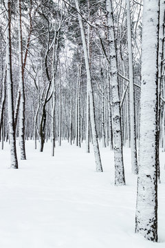 bare winter trees branches and trunks covered with snow © Mr Twister