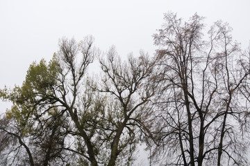 Leafless Tree Branches