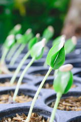 New Life Plant Sapling