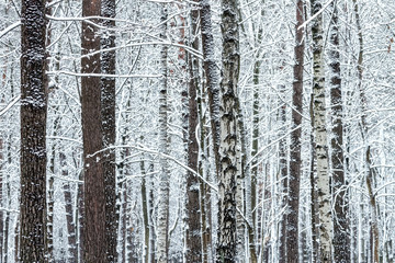 winter forest with bare trees with snow