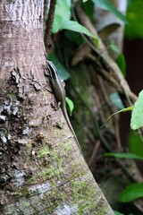 Striped Tree Skink (Apterygodon vittatus) in Borneo, Malaysia - ヨツジマトカゲ