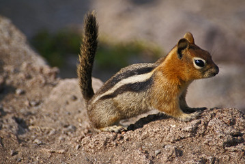 Ground Squirrel in Crater Lake National Park, Oregon