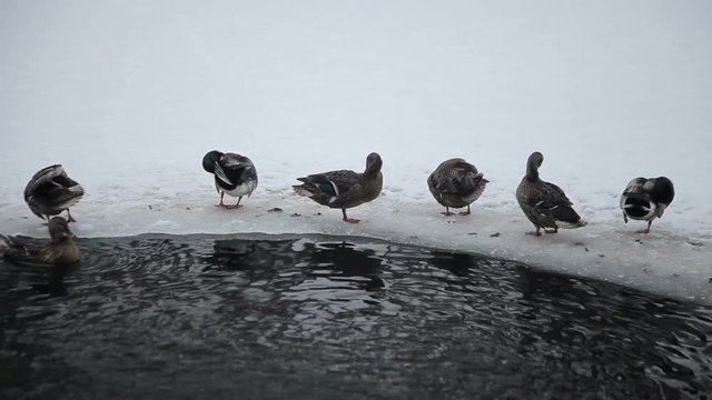 Wild ducks in the winter river.