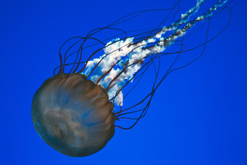 Obraz premium Jellyfish on blue background, close up, detail