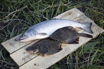 Freshly caught plaice and chum salmon. The Pacific ocean, Kamcha