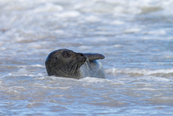 Seehund schwimmt in der Nordsee