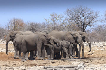 Fototapeta premium Elephants in Etosha park Namibia