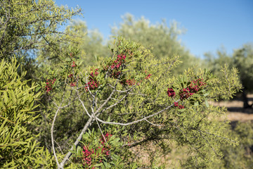 Foliage and fruits of Mastic tree, Pistacia lentiscus. It is a species in the family Anacardiaceae native to the Mediterranean region. Photo taken in Ciudad Real Province, Spain