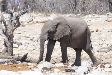 Naklejka premium Elephant in Etosha park Namibia