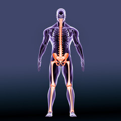 3d illustration human body lower body