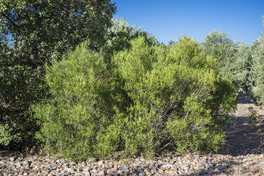 Foliage of Phillyrea angustifolia. It is a species in the family Oleaceae native to the Mediterranean region. Photo taken in Ciudad Real Province, Spain.