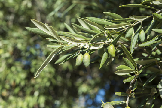Olives of the Cornicabra variety on the branch. Photo taken in Ciudad Real Province, Spain