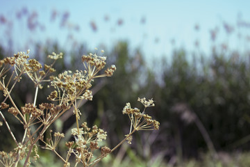 flores en el campo