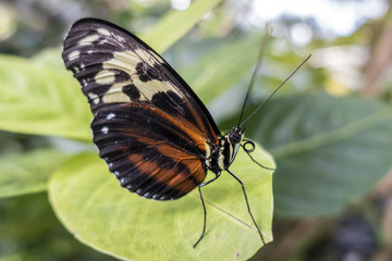 Fototapeta na wymiar Tiger Longwing butterfly (Heliconius hecale),close up