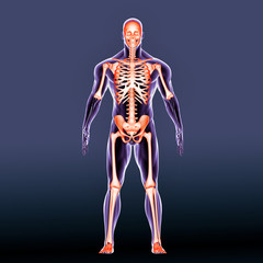 3d illustration human body skeleton