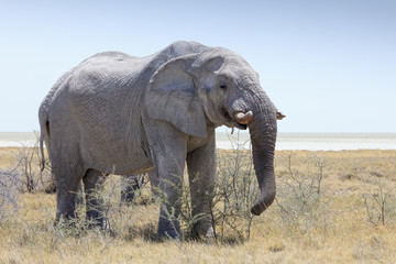 Elephant in Etosha park Namibia