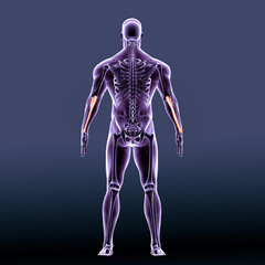 3D illustration of Ulna - Part of Human Skeleton.
