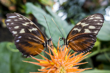 Two Tiger Longwing butterfly (Heliconius hecale)