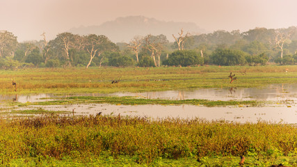 Naklejka na ściany i meble Sri lanka: morning swamp landscape in Yala National Park 