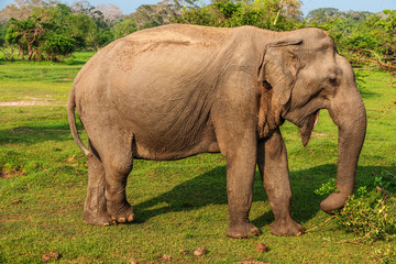 Fototapeta premium Sri Lanka: dziki słoń w dżungli Parku Narodowego Yala
