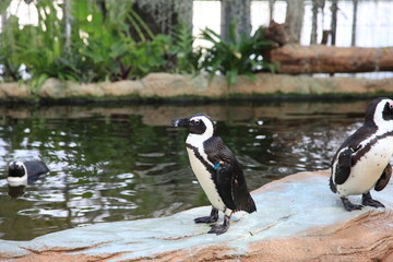 Obraz premium ペンギン