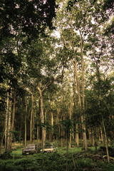 Abandoned rusted car in the rain forest sepia style