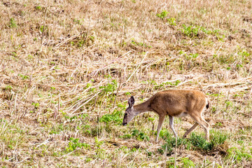 Schwarzwedelhirsch (Odocoileus hemionus columbianus) im Point Reyes National Seashore bei San Francisco, Kalifornien, USA.