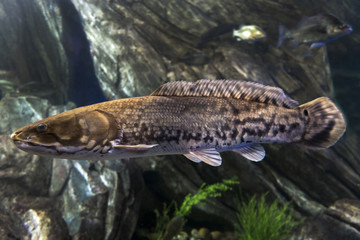 Fish The Burbot (Lota lota)