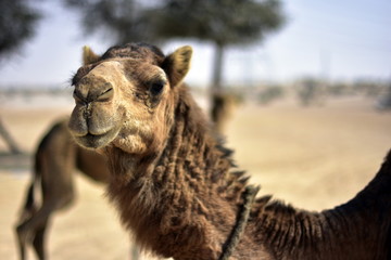 Obraz premium Camels around Dubai Desert in day, Dubai, United arab Emirates