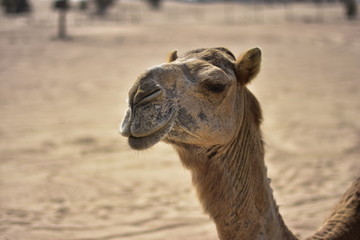 Camels around Dubai Desert in day, Dubai, United arab Emirates