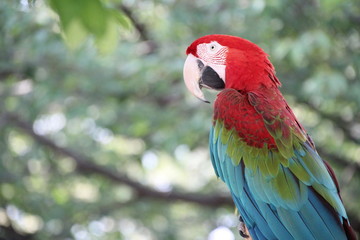 ベニコンゴウインコ
