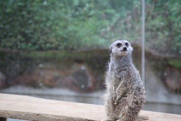 ミーアキャット