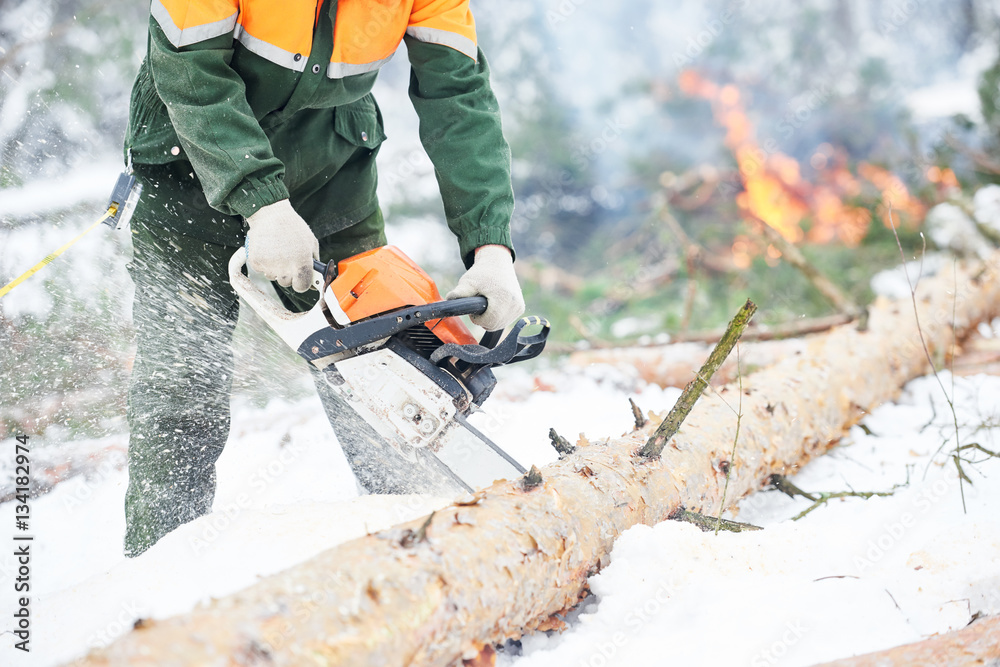 Wall mural Lumberjack cutting tree in snow winter forest