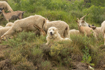 Cane da pastore con le pecore