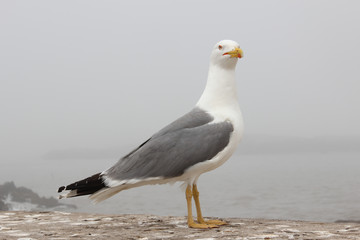 Grosso gabbiano 