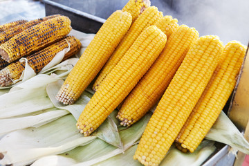boiled and grilled corn on the cob on a metal tray from a dealer
