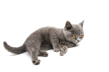gray kitten isolated