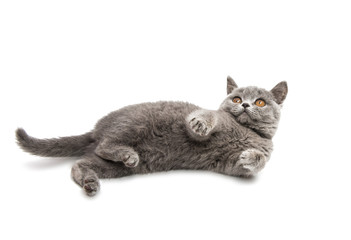 gray kitten isolated