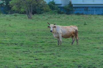 Naklejka na ściany i meble Cows in Pasture at Sunset