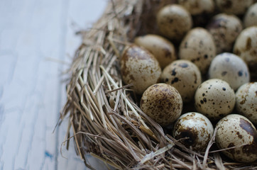 Naklejka na ściany i meble Quail eggs in the nest