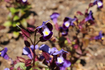 "Wishbone Flower" (or Bluewings) in St. Gallen, Switzerland. Its Latin name is Torenia Fournieri, native to southern Vietnam.