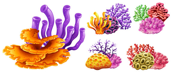 Different kinds of coral reef
