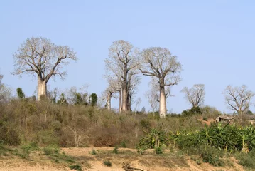 Cercles muraux Baobab Baobab, adansonia grandidieri, fleuve Tsiribihina, Madagascar