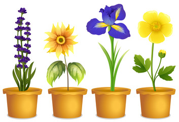 Naklejka na ściany i meble Different types of flowers in pots