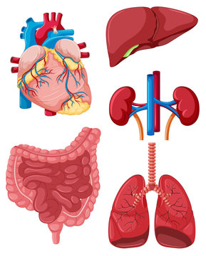 Different organs of human